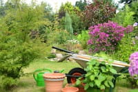 Gartenarbeit im Juni – Alle Gartentipps in der Übersicht