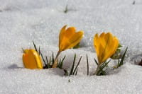 Gartenarbeiten im Februar: Vorbereitung für die neue Gartensaison