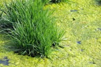 Algen im Gartenteich