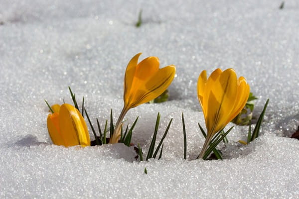 Gartenarbeit-im-Februar