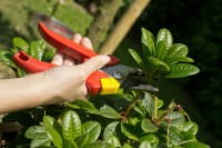 Schnittzeitpunkt für Pflanzen und Gehölz im Garten